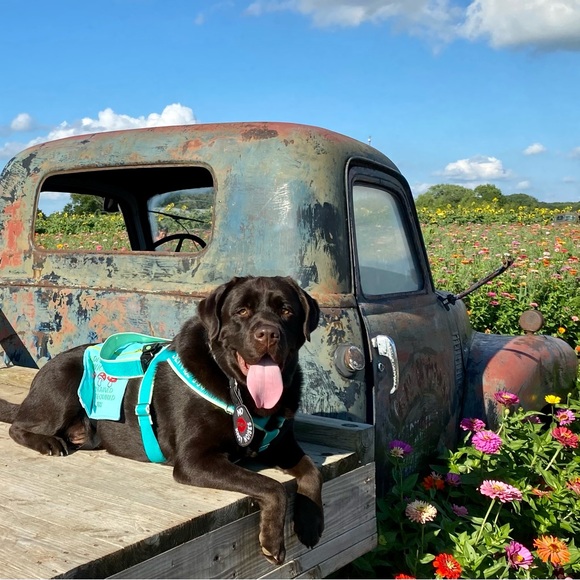 Meet Retired Service Dog Bear - Picture 2 of 4